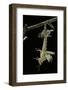 Schistocerca Gregaria (Desert Locust) - Emerging-Paul Starosta-Framed Photographic Print