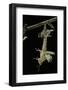 Schistocerca Gregaria (Desert Locust) - Emerging-Paul Starosta-Framed Photographic Print