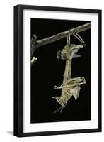 Schistocerca Gregaria (Desert Locust) - Emerging-Paul Starosta-Framed Photographic Print