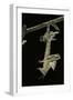 Schistocerca Gregaria (Desert Locust) - Emerging-Paul Starosta-Framed Photographic Print