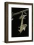 Schistocerca Gregaria (Desert Locust) - Emerging-Paul Starosta-Framed Photographic Print