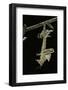 Schistocerca Gregaria (Desert Locust) - Emerging-Paul Starosta-Framed Photographic Print