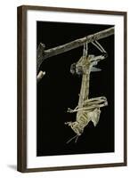 Schistocerca Gregaria (Desert Locust) - Emerging-Paul Starosta-Framed Photographic Print