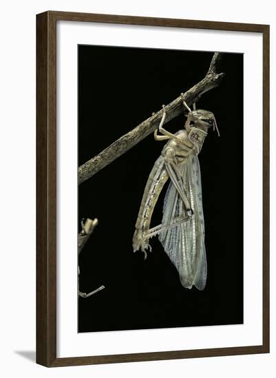 Schistocerca Gregaria (Desert Locust) - Emerging-Paul Starosta-Framed Photographic Print