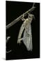 Schistocerca Gregaria (Desert Locust) - Emerging-Paul Starosta-Mounted Photographic Print