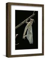 Schistocerca Gregaria (Desert Locust) - Emerging-Paul Starosta-Framed Photographic Print