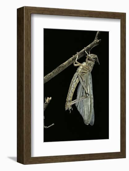 Schistocerca Gregaria (Desert Locust) - Emerging-Paul Starosta-Framed Photographic Print