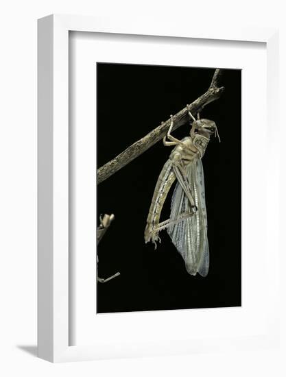 Schistocerca Gregaria (Desert Locust) - Emerging-Paul Starosta-Framed Photographic Print