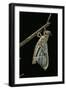 Schistocerca Gregaria (Desert Locust) - Emerging-Paul Starosta-Framed Photographic Print