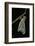 Schistocerca Gregaria (Desert Locust) - Emerging-Paul Starosta-Framed Photographic Print