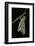 Schistocerca Gregaria (Desert Locust) - Emerging-Paul Starosta-Framed Photographic Print