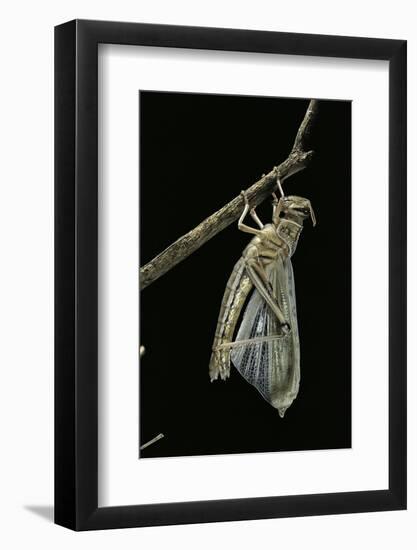 Schistocerca Gregaria (Desert Locust) - Emerging-Paul Starosta-Framed Photographic Print