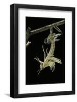 Schistocerca Gregaria (Desert Locust) - Emerging-Paul Starosta-Framed Photographic Print