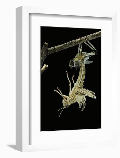 Schistocerca Gregaria (Desert Locust) - Emerging-Paul Starosta-Framed Photographic Print