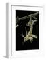 Schistocerca Gregaria (Desert Locust) - Emerging-Paul Starosta-Framed Photographic Print