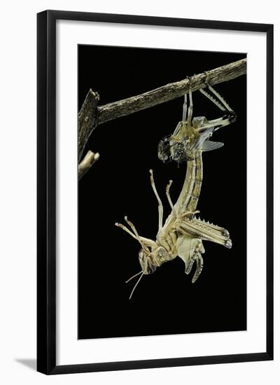 Schistocerca Gregaria (Desert Locust) - Emerging-Paul Starosta-Framed Photographic Print