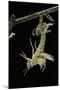 Schistocerca Gregaria (Desert Locust) - Emerging-Paul Starosta-Mounted Photographic Print