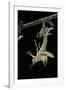 Schistocerca Gregaria (Desert Locust) - Emerging-Paul Starosta-Framed Photographic Print