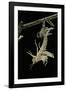 Schistocerca Gregaria (Desert Locust) - Emerging-Paul Starosta-Framed Photographic Print