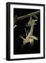 Schistocerca Gregaria (Desert Locust) - Emerging-Paul Starosta-Framed Photographic Print