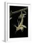 Schistocerca Gregaria (Desert Locust) - Emerging-Paul Starosta-Framed Photographic Print