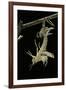 Schistocerca Gregaria (Desert Locust) - Emerging-Paul Starosta-Framed Photographic Print