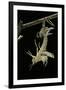 Schistocerca Gregaria (Desert Locust) - Emerging-Paul Starosta-Framed Photographic Print