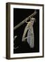 Schistocerca Gregaria (Desert Locust) - Emerging-Paul Starosta-Framed Photographic Print