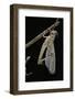 Schistocerca Gregaria (Desert Locust) - Emerging-Paul Starosta-Framed Photographic Print