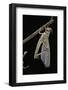 Schistocerca Gregaria (Desert Locust) - Emerging-Paul Starosta-Framed Photographic Print