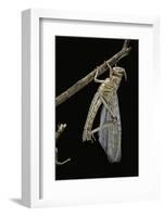 Schistocerca Gregaria (Desert Locust) - Emerging-Paul Starosta-Framed Photographic Print