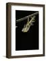 Schistocerca Gregaria (Desert Locust) - Emerging-Paul Starosta-Framed Photographic Print