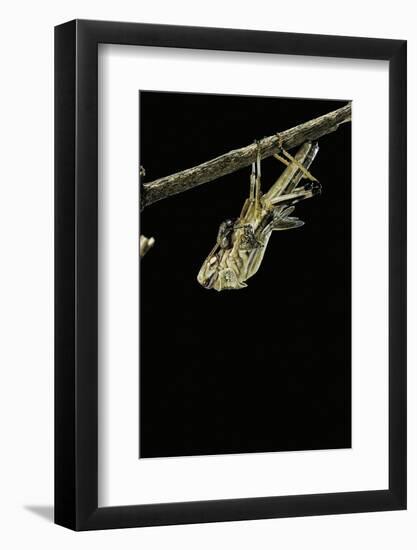 Schistocerca Gregaria (Desert Locust) - Emerging-Paul Starosta-Framed Photographic Print