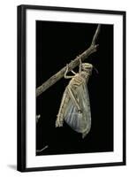 Schistocerca Gregaria (Desert Locust) - Emerging-Paul Starosta-Framed Photographic Print