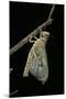 Schistocerca Gregaria (Desert Locust) - Emerging-Paul Starosta-Mounted Photographic Print