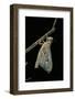 Schistocerca Gregaria (Desert Locust) - Emerging-Paul Starosta-Framed Photographic Print