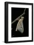 Schistocerca Gregaria (Desert Locust) - Emerging-Paul Starosta-Framed Photographic Print