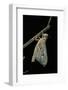 Schistocerca Gregaria (Desert Locust) - Emerging-Paul Starosta-Framed Photographic Print