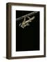 Schistocerca Gregaria (Desert Locust) - Emerging-Paul Starosta-Framed Photographic Print