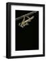 Schistocerca Gregaria (Desert Locust) - Emerging-Paul Starosta-Framed Photographic Print