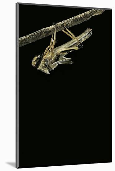 Schistocerca Gregaria (Desert Locust) - Emerging-Paul Starosta-Mounted Photographic Print