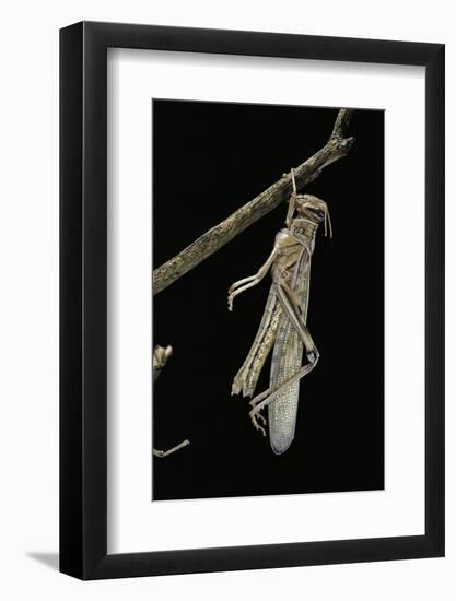 Schistocerca Gregaria (Desert Locust) - Emerging-Paul Starosta-Framed Photographic Print