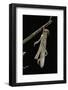 Schistocerca Gregaria (Desert Locust) - Emerging-Paul Starosta-Framed Photographic Print