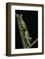 Schistocerca Gregaria (Desert Locust) - Larvae in Gregarious Form-Paul Starosta-Framed Photographic Print