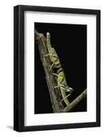 Schistocerca Gregaria (Desert Locust) - Larvae in Gregarious Form-Paul Starosta-Framed Photographic Print