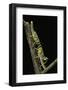 Schistocerca Gregaria (Desert Locust) - Larvae in Gregarious Form-Paul Starosta-Framed Photographic Print