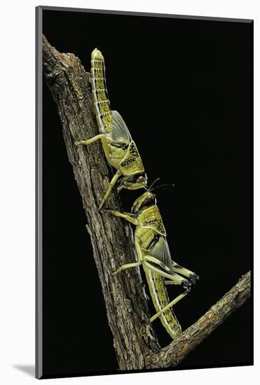 Schistocerca Gregaria (Desert Locust) - Larvae in Gregarious Form-Paul Starosta-Mounted Photographic Print