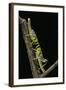 Schistocerca Gregaria (Desert Locust) - Larvae in Gregarious Form-Paul Starosta-Framed Photographic Print