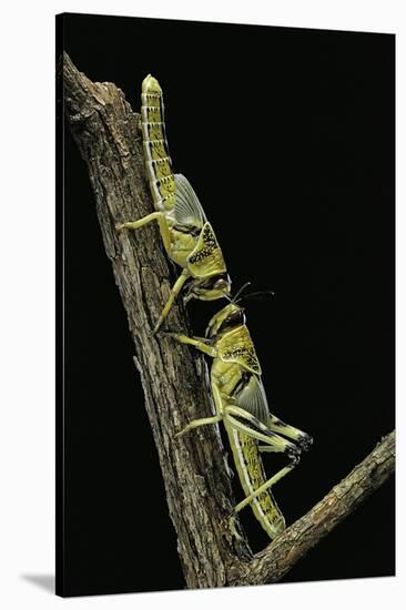 Schistocerca Gregaria (Desert Locust) - Larvae in Gregarious Form-Paul Starosta-Stretched Canvas