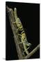 Schistocerca Gregaria (Desert Locust) - Larvae in Gregarious Form-Paul Starosta-Stretched Canvas